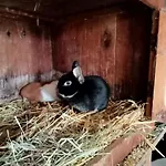 Spreewald-pension Marina * Lübben