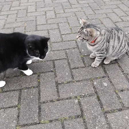 Spreewald-pension Marina * Lübben