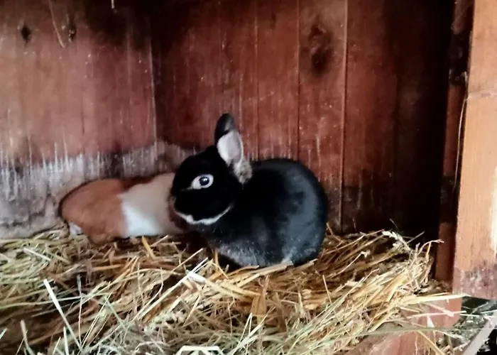 Spreewald-pension Marina * Lübben