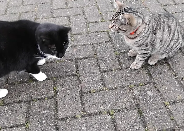 Spreewald-pension Marina * Lübben